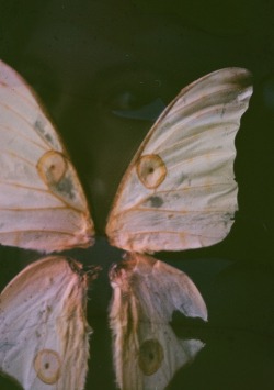 selfsegments:Argema mittrei wings (comet moth)