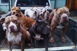 bvsedjesus:  nedahoyin:  kev-n:  Heard you hate cuddles and face licks…. You came to the wrong neighborhood motherfucker. Cuz thats exactly what youre gonna get.  Accurate..  puppies    Aww all those babies 