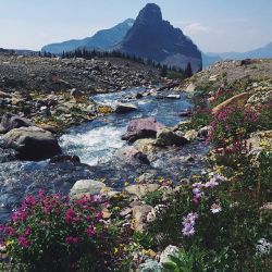 montanamoment:  Take in the view.  Stop and smell the roses in Glacier National Park. Photo via Instagram user @ralfafara.  
