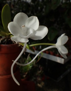 orchid-a-day: Amesiella monticola January 6, 2019  