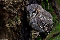 spiritofthewoodlands:    Screech Owl by Max