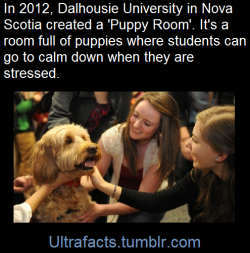 ultrafacts:    For hundreds of Dal students eager for a break from the stresses of exam period, the Dalhousie Student Union’s “Puppy Room” was just the friendly, furry reprieve they were looking for.“We ran from class,” said Megan Sommerville,
