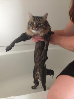 duhdoydorothy:  sometimes i think cats dont like 2 be wet cus they dont want to reveal their silly tiny bodies 