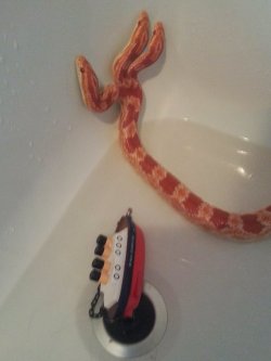 thenimbus:  magiric-magi:  ohnoproblems:  lymphonodge:  best-of-imgur:  Hydra, my three-headed corn snake  WHAT A BABY WHAT A THREE BABIES  i love you hydra  My jealousy of you burns with the white-hot intensity of a thousand suns  THREE!?!?!?