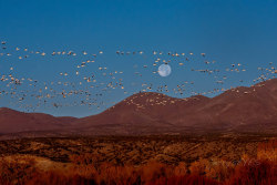“Idyllic” Snow geese at sunrise/moonsetBosque