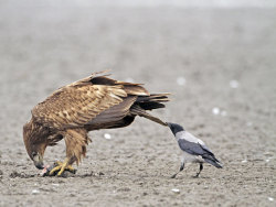 groans:  yinqors:  maybe my favorite genre of pic  crows are dicks! 