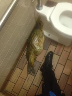 youreaslut-andhesasluttoo:  takshammy:   This week on “I found it in the McDonald’s bathroom”   Stopppppppp like how does this even happen