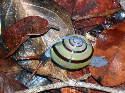 bogleech:  libutron:  A extremely rare land snail from Borneo - Vitrinula sp. These photos show a rare species of land snails of the genus Vitrinula, probably Vitrinula muluensis (Stylommatophora - Ariophantidae), found on the climb up Gunung Api