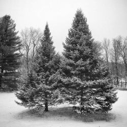 Highland Park&hellip; Rochester NY&hellip;. It snowed! #highlandpark #rochesterny #southwedge by londonandrews