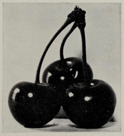 nemfrog:  Montmorency cherries. [Van Holderbeke Nursery Company catalogue, Spokane, Washington]. 1909.  life is a bowl of these suckers