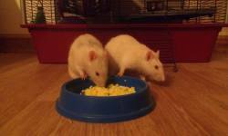 studybunnylearns:  The best thing about today? Treating these chunky cheesers to some scrambled egg omnomnom.