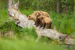 fuck-yeah-bears:  Over The Russian River by Buck Shreck