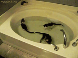 joanegbert:  ask-dave-war-and-age:  yazibear:  mydeargatsby:  shaneduskwolf:  pretzel-swirl:  meow-fuck:  If you were having a bad day, here are some kittens in a bathtub.  never have I ever seen kittens calmly swimming in water  *whispers* riverclan