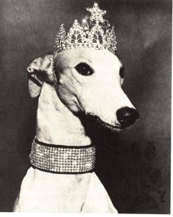 ex-plore:aacalibrary:  Lady Greyhound:Back in the 1950s, Lady Greyhound took America by Storm. She was the official mascot for Greyhound (of bus service fame). She made frequent public appearances, including a station’s grand opening wear she chewed