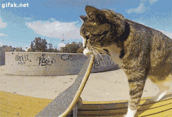 tastefullyoffensive:  Video: Didga the Skateboarding