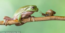 magicalnaturetour:  Is this the world’s slowest game of leapfrog? Photographer captures moment a snail crawls onto a green tree frog and perches on its HEAD…  The frog is the pet of Indonesian photographer Lessy Sebastian.  Mr Sebastian decided