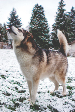 visualechoess:  Duke trying to catch a snow