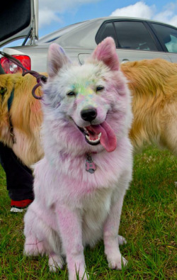 tonedbellyplease:  awwww-cute:  My Roommate Took Her Samoyed to a Color Run  OH MY GOSH 