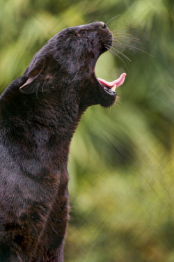 phototoartguy:  Yawning black leopard by