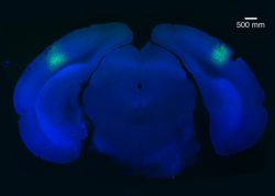 neurosciencestuff:  (Image caption: A small region of the brain called the primary visual cortex can be targeted using a virus (light green) to block habituation learning. Credit: Eitan S. Kaplan and Sam F. Cooke/Bear Lab) Researchers find where visual