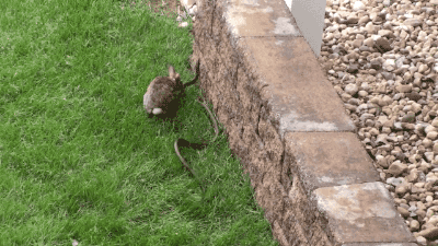 chilewebeopuntocom:  Hermoso  Snake caught Bunny (Baby Rabbit), the Rabbit fought with Snake and saved Bunny. video    Este conejo es un loquillo! 