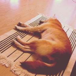 shiba-natsu:  #柴犬 #犬 #いぬ #shiba #shibainu #dogs http://bit.ly/1DZNNM1