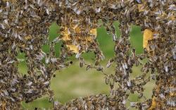 Insectile synergy (bees link their legs to form a chain of workers while building a gap in their honeycomb nest)