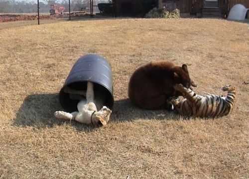 feelsbyzico:  herefortheholidays:  A lion, tiger and bear recovered in a drug bust in 2001 have been living together ever since at an animal rescue center near Atlanta. Leo, Shere Khan and Baloo are like brothers; caretakers say separating them would