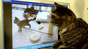tastefullyoffensive:  “WHAT? Where did it go?!” [x] 