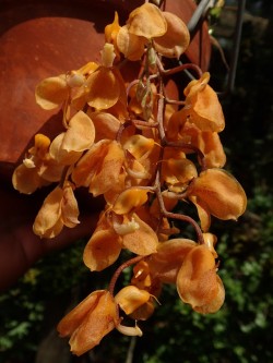 orchid-a-day: Gongora batemannii Syn.: Acropera batemanni; Gongora cassidea August 20, 2017 