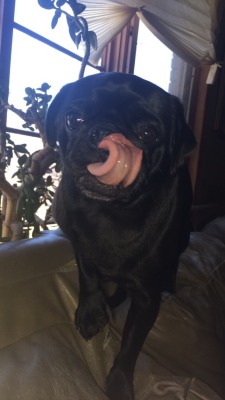 pugsequalsdrugs:  All Charlie does is lick