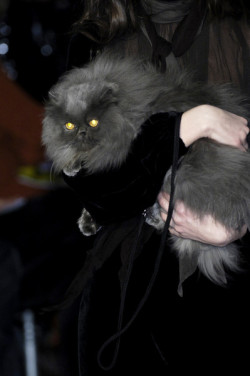 parasoli:  cuddly animals at jean paul gaultier fall 2006… 