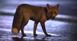 headlikeanorange:  Red fox (Winterwatch - BBC) 