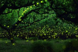 pleoros:  Yume Cyan Magical Long Exposure Photos of Fireflies in Japan.  Photographer Yume Cyan manages to take some truly spectacular shots of fireflies in the forests of Nagoya City, Japan. The photographer’s beautiful long exposure photos capture