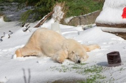 meadowkitten:  last year a polar bear in the san francisco zoo got 10 tons of snow for his birthday and look how fucking happy he was (not my photo of course) 