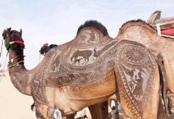 coolthingoftheday:  coolthingoftheday:  In India’s Thar Desert, nomads rely so much on camels for survival that the animals are revered. Livestock owners take great pride in their camels, carving intricate patterns in their fur.  I’M ACTUALLY SO