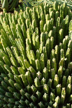 flora-file:An Ethnobotanical Exploration (by flora-file) Euphorbia resinifera Genus Euphorbia is one of the most diverse genera in the plant kingdom. The genus itself is said to be named after a Greek physician named Euphorbus, who served as the physician