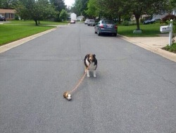  My guinea pig is walking the dog 