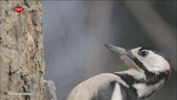gifsboom:  Video: Woodpecker in slow motion