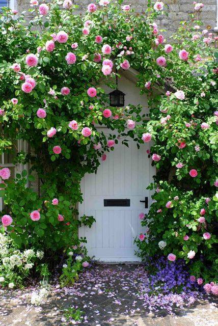 thequeensenglish:    “Tis the last rose of summer, Left blooming alone;  All her lovely companionsAre faded and gone.”~ ‘The Last Rose of Summer’,1805 by Thomas Moore. Cottage door in Dorset, England, by Natasha Solomons.  