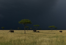 awkwardsituationist:  storm over the serengeti.