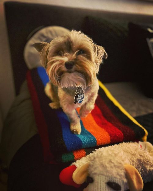 Pepe. He’s just my baby dog 🐶🤎 https://www.instagram.com/p/CoZDb74LkkrBk3AtpazdWaWR13usiUs5060x1g0/?igshid=NGJjMDIxMWI=