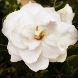 Gardenia  (at Hacienda Pèrez-Garcia) https://www.instagram.com/p/BpJjpC8AYlO/?utm_source=ig_tumblr_share&amp;igshid=pml0hi1q2lb5