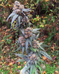 shesmokesjoints:  Freshly harvested Durple (Granddaddy Purple x Big bud) is just so gorgeous! 😍😍