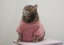 littlealienproducts: Kitty French Pullover by  MerrycatShop  