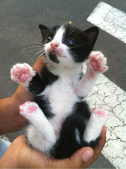 jui-om:  There was a kitten at my school… 