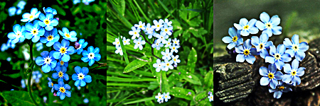 thelivingwiccan:pollymay:musical-chan:pilgrimkitty:discovereternity:Forget me notMy favorite thing about Forget-Me-Nots is that they change color depending on the acidity of the soil so you can get pink or purple ones growing right next to the blue ones.P