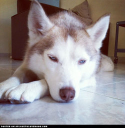 aplacetolovedogs:  Beautiful Husky 次郞 (Jirou) 31/2 years old from Hong Kong, trying to wake up @lemoncks For more cute dogs and puppies