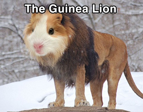 trendingly:  Animals We Wish Were Real - Click Here To See More Like This! 