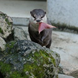 dailyotter:  An Otter and His Leaf Via Beginners’ Blog Otter